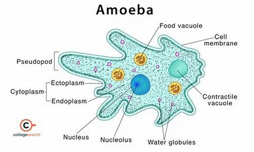 amoeba for mysql 源码